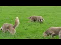 Dog Breed Video: Weimaraner