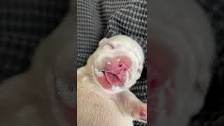 Milk Overload For This Little Cutie