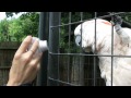 DON'T LICK THE GOAT