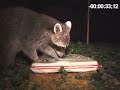 Raccoon Ear Exam! [Camera Project 2.1/Raccoons!!]