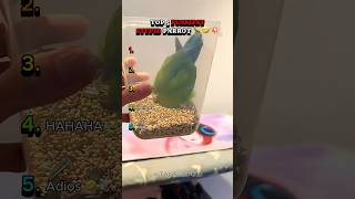 Top 5 Funniest Dumb Parrot Moments