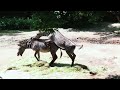 ZEBRA MATING -ANIMAL MATING🤣🤣ADULT CONTANT 🔞🔞🔞🔞🔞🔞🔞 BACHE DUR RAHE FUNNY VIDEO