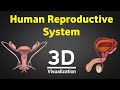 Human reproduction 3d   human reproductive system 3d   male & female reproductive system   NEET 2024