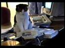 Cat answers office phone
