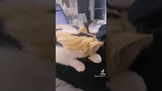 Cat Loves To Sit In My Lap While I Work - Adorable Cat