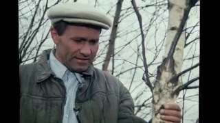 Калина красная фильм 2018 Калина красная фильм 2018