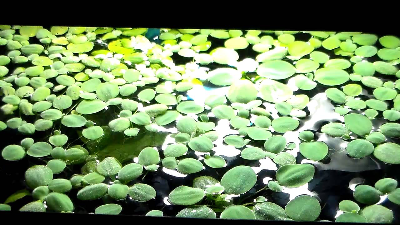 Dwarf Water Lettuce - ...