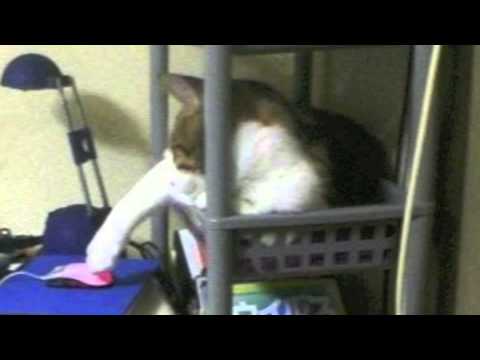 Sarah McLachlan SPCA Commercial Parody Video