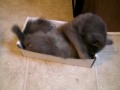Bev in the Box