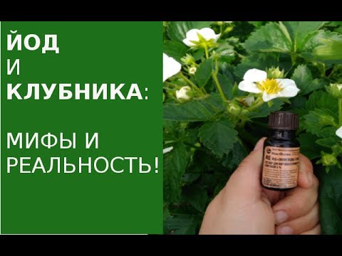 Клубника и уход за ней йод Клубника и уход за ней йод