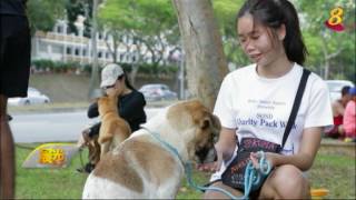 《晨心诚意》5月24日:拯救流浪狗协会为流浪狗找好归宿 改变人们对流浪狗的印象