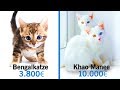 10 Unglaubliche Katzen, die ein Vermögen kosten!