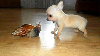 Are CHIHUAHUAS the FUNNIEST DOGS Funniest Dog s 2023