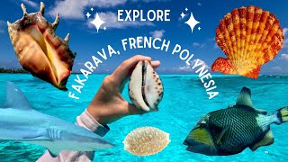 Shelling & Diving In Fakarava, French Polynesia - Rare Shells