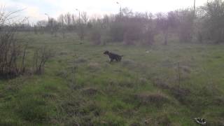 Jagd In Rumänien