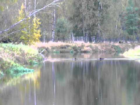 Divočáci - plavci