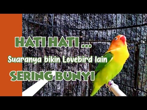 Lovebird Fighter Gacor Ngekek Panjang !!! Pancingan LB Naikkan Emosi Cepat Ngekek