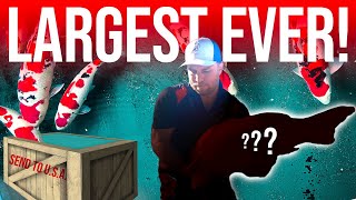 BIGGEST KOI EVER