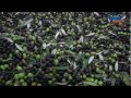 ENEA News - Contro le frodi alimentari: l'olio d'oliva