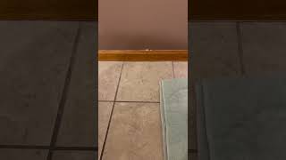 Daily Poop Night Poop