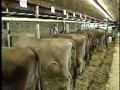 Milking Dairy Cows- Tie-Stall Barn Video