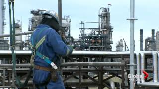 Bear Kills Fort Mcmurray Worker