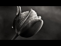 Il Tuo Ricordo Video preview