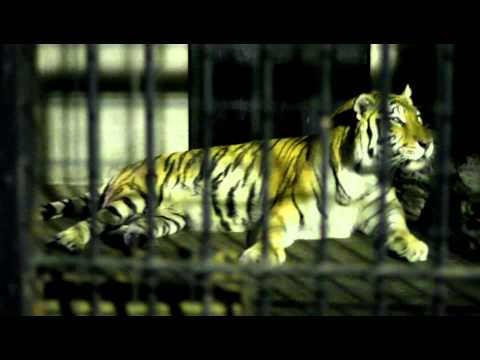 [HD]夜の野毛山動物園-100829-01-アムール虎（Amur Tiger）-2