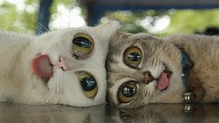 Funny Moment of the Animals - Funny Baby Animals Videos Compilation