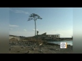 The Early Show - Lonely pine tree survived quake, tsunami