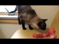 Pet of the Week: Azzy [Siamese cat]