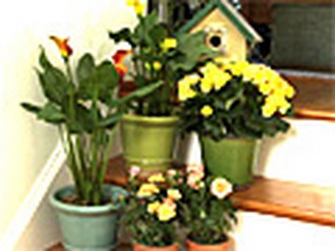 Go Green With House Plants