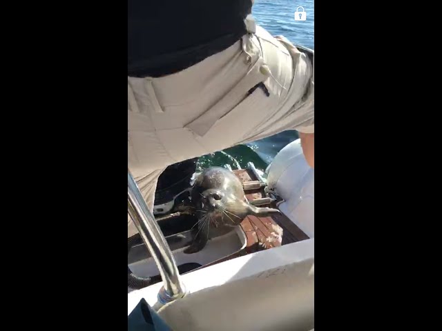 Seal Jumps Onto Boat To Escape Orca Killer Whale - Video