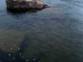 Fly fishing-Jeff Taylor catching a Steelhead