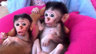 Tiny Voice, Big Grief Mother, Where Are You?Newborn Baby Monkey.