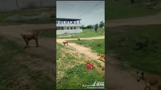 Meeraa