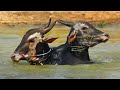 Mrbeast Makshi Twin Bulls Running for swimming, Bail pola, Hori habba  jallikattu