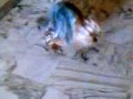Cane che fa l amore con un pupazzo :)