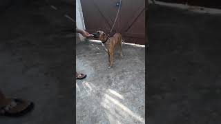 Cachorro Chupando Picolé