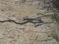 porphyriacus