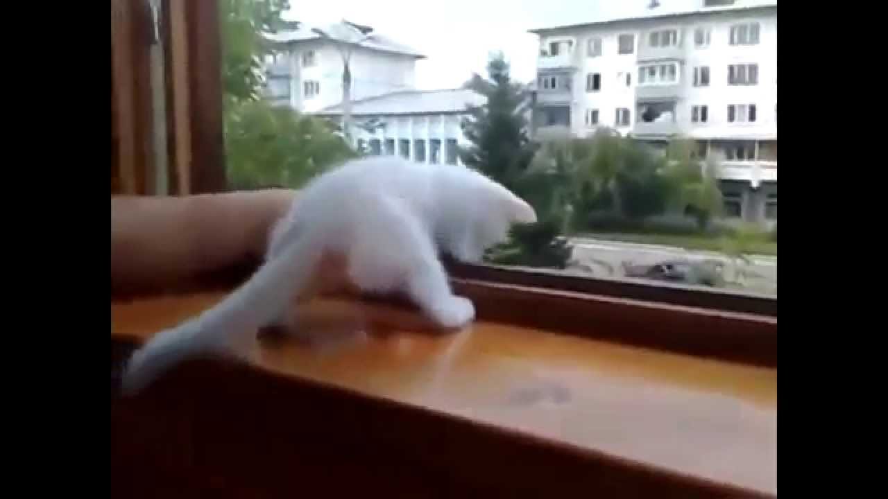 Смешные видеоролики своими руками 10