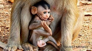 Look like baby Sweet Pea, Very adorable baby monkey, You look like Sweet Pea