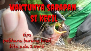 loloh anakan burung prenjak yang lagi imut-imutnya