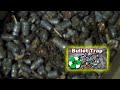 image How To Find Free Lead Bullet Casting And Reloading Ammo