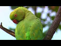 parakeet