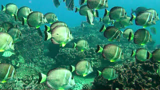 Reefs in Peril
