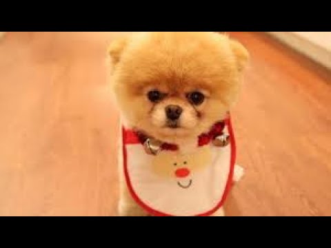 Cute Baby Animals Videos Compilation Cute Moment of The Animals 2