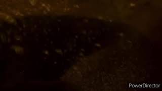 Dinosaur2000 Underwater Scene