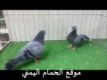 صنعاني ولا اروع موقع الحمام اليمني 12