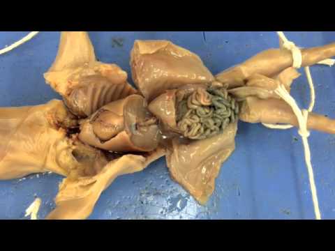 Internal Organs Pancreas